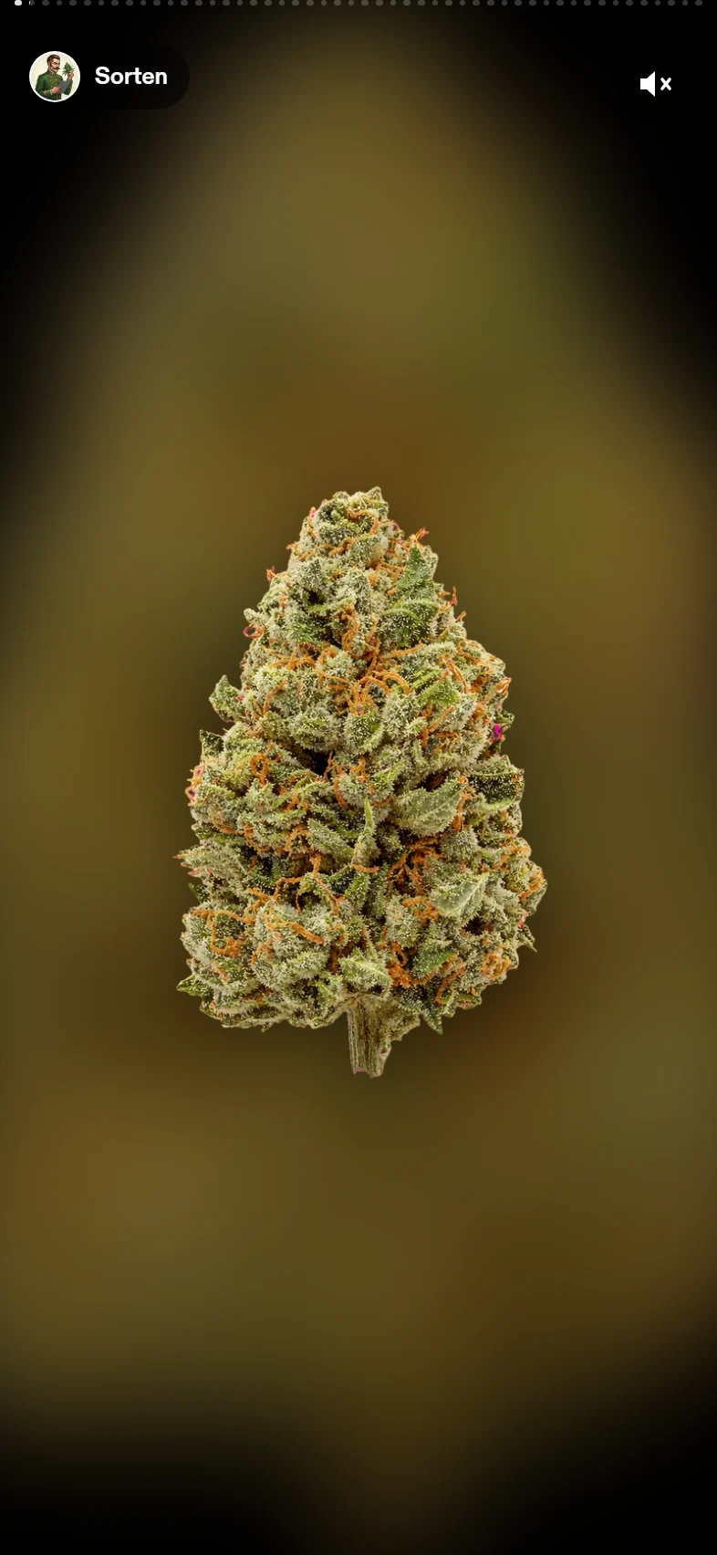 Cannabis-Sorte als Reel in der Member-App